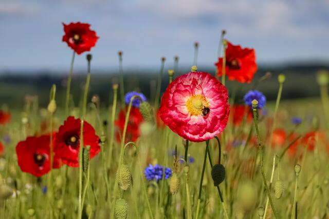 Diese farbenfrohe Oase von Stephanie Rüdele erfreut nicht nur beim Gewinnspiel "Farbenfroh" Mensch und Tierwelt. | Foto:  Stephanie Rüdele