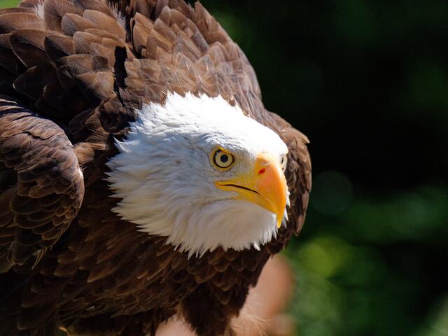 Weißkopfseeadler | Foto: Eigenes Bild TB