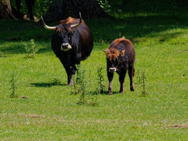 Auerochse mit Kalb | Foto: Eigenes Bild TB