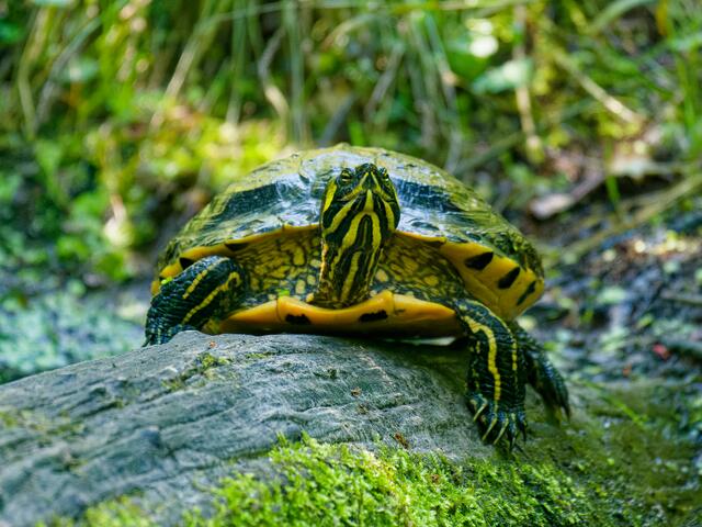 Gelbwangenschildkröte | Foto: Eigenes Bild TB