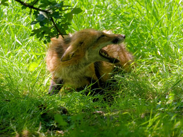 Rotfuchs | Foto: Eigenes Bild TB