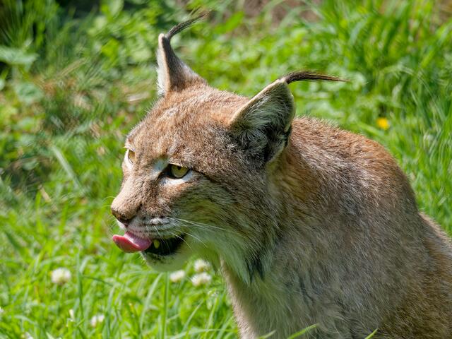 Luchs | Foto: Eigenes Bild TB