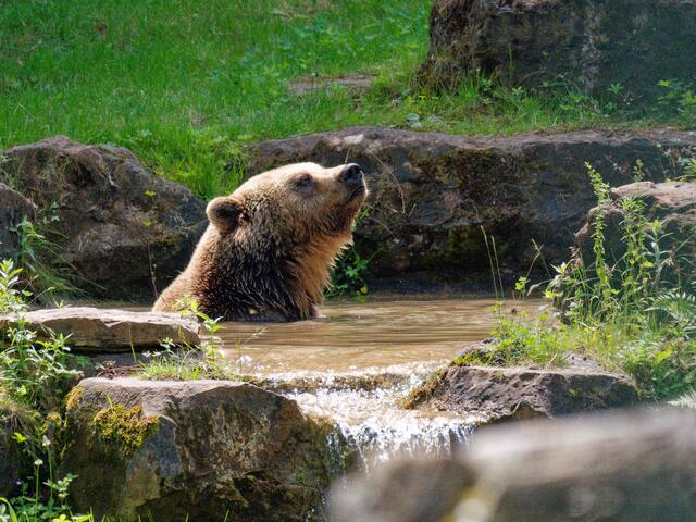 Bär beim baden | Foto: Eigenes Bild TB