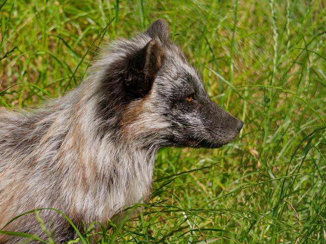 Polarfuchs | Foto: Eigenes Bild TB