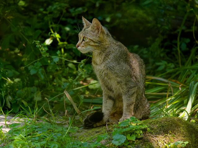 Mama Wildkatze | Foto: Eigenes Bild TB