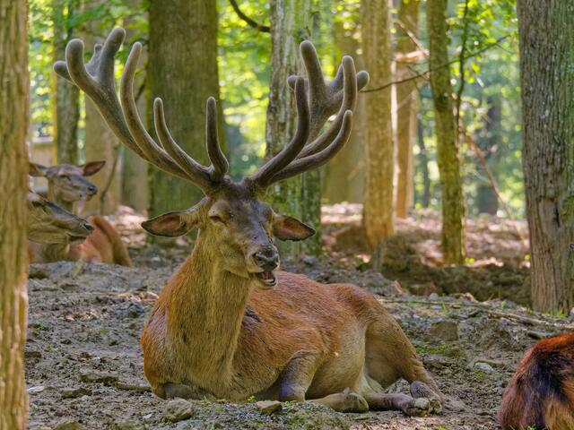 Hirsch | Foto: Eigenes Bild TB