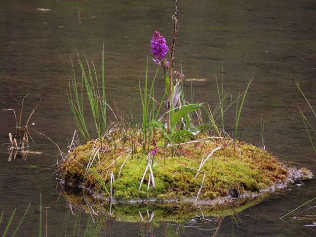 Eine Insel im Riedener See, es scheint, nur für dieses Knabenkraut.  | Foto: WandernGabyErich