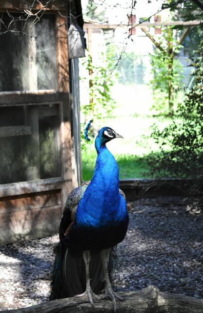 Nicht mehr die Originaltiere, die ein Geschenk der Partnerstadt waren.  | Foto: Daniela Somers