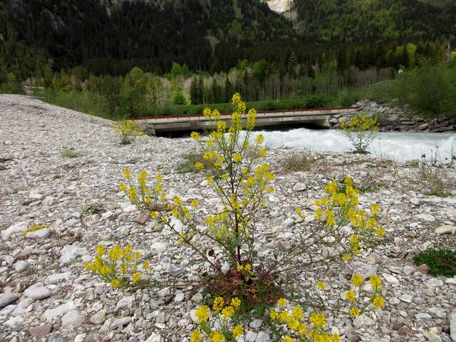 Eine Falle fürs Geschiebe - Hochwasserschutz am Lech | Foto: WandernGabyErich