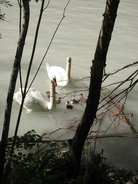 Schwanenfamilie, wir gehen Richtung Schwansee | Foto: WandernGabyErich