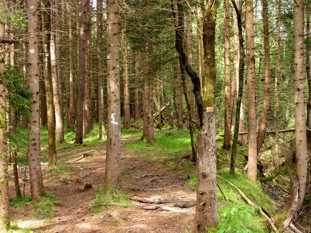 Viel Abwechslung unterwegs, ich persönlich liebe dieser Waldabschnitte direkt am Fluss | Foto: WandernGabyErich