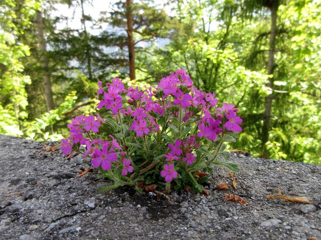 auf der Mauer | Foto: WandernGabyErich