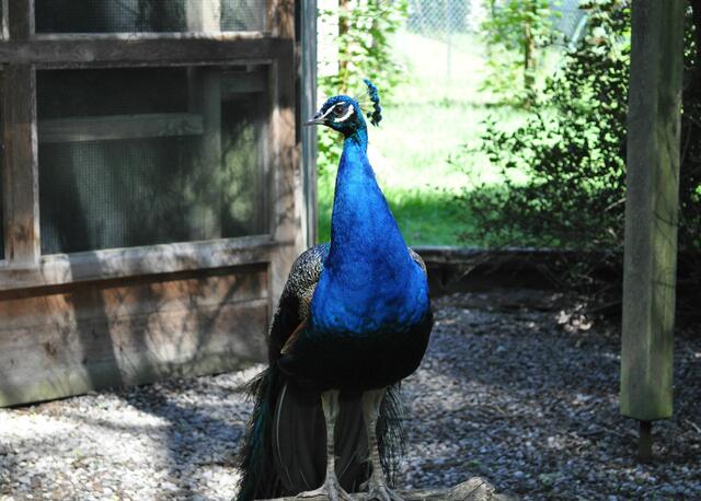 Die Pfauen hört man im ganzen Park. Leider müssen sie mittlerweile in der Voliere bleiben. | Foto: Daniela Somers