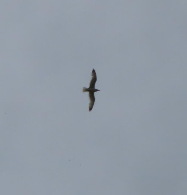 Sehr hoch aufgestiegen bis wir die Kamera parat hatten, siehe nächstes Bild, doch das könnte durchaus ein Bartgeier sein | Foto: WandernGabyErich