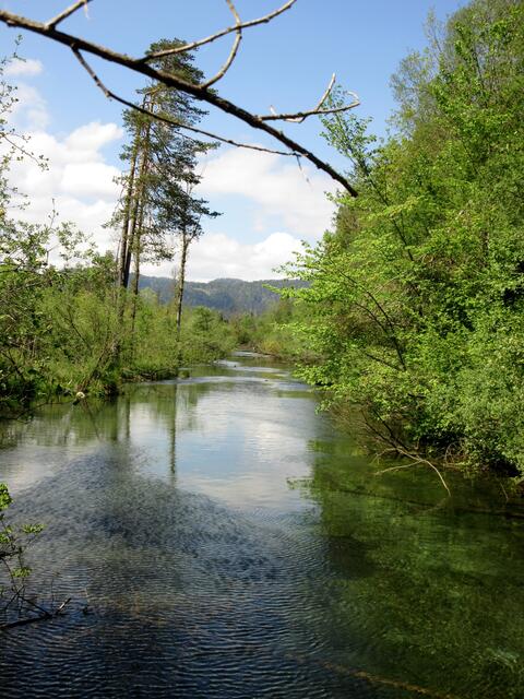 gehört bereits zum Vogel-Erlebnisweg in Pflach | Foto: WandernGabyErich
