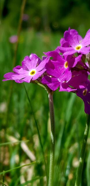 Mehlprimel | Foto: WandernGabyErich
