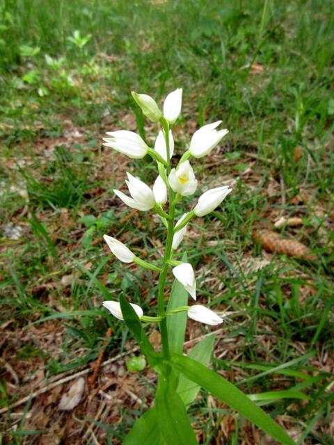 nahe der Stadt, auf dem Weg hinunter, ein weißes Waldvöglein | Foto: WandernGabyErich