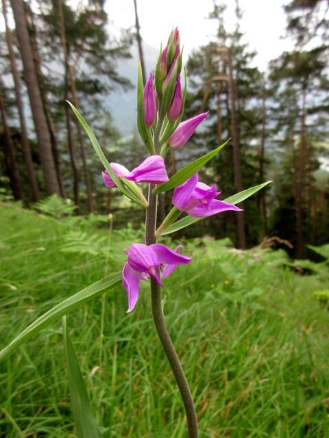 Das rote Waldvögelein hat uns auf allen drei Wanderungen begleitet. Ob es am vielen Regen dieses Jahr liegt oder in der Gegend häufig vorkommt, wissen wir nicht | Foto: WandernGabyErich