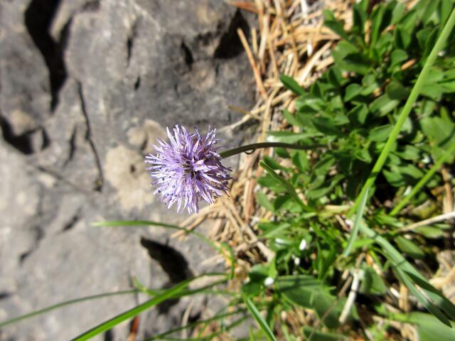 Kugelblume | Foto: WandernGabyErich