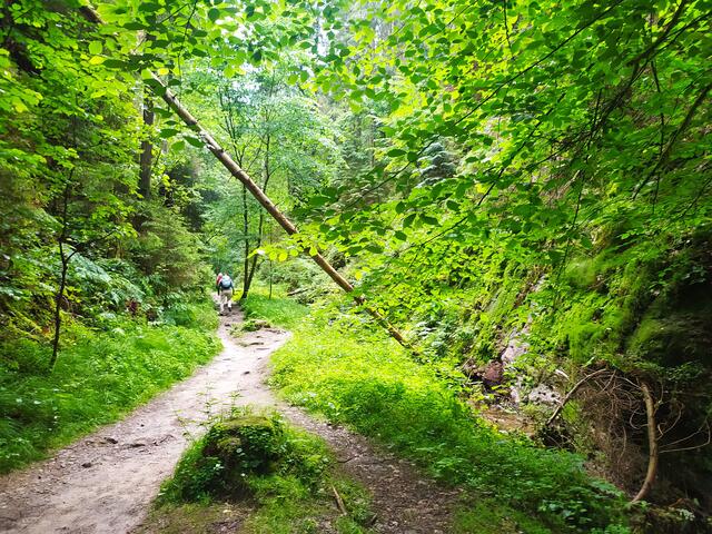 Man fühlt sich sofort wie in einem grünen "Dschungel"  | Foto: sigischlottke