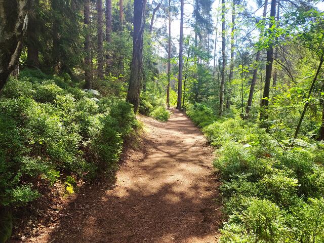 Wunderbar weiche Waldpfade.  | Foto: sigischlottke