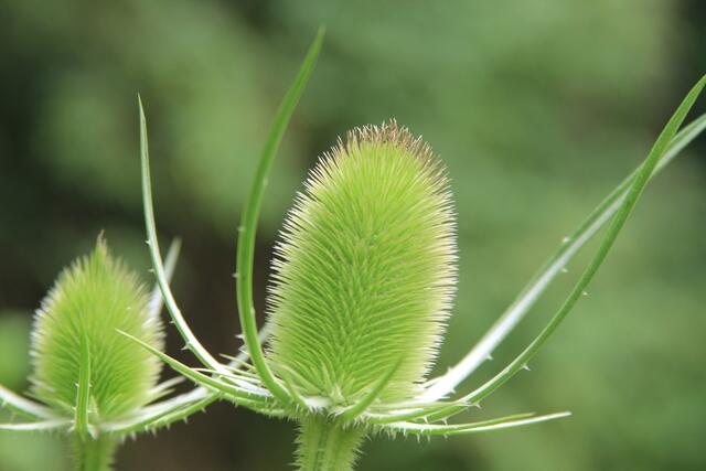 schee | Foto: Ralf Röser