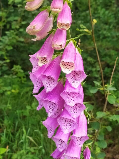 Die einzelnen Blütenkelche des Fingerhuts sind wunderschön gezeichnet.  | Foto: sigischlottke
