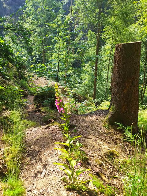 Und immer wieder grüßt uns Fingerhut | Foto: sigischlottke