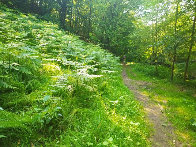 Herrliche Pfade hält der Malerweg für uns bereit.  | Foto: sigischlottke