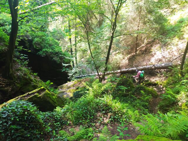 Hier ist schon der obere Einstieg in die Dorfbachklamm. Man sieht den Baumstamm quer liegen und es ist eine schwierige Stelle, die überquert werden muss.  | Foto: sigischlottke
