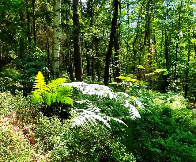 Sonnendurchfluteter Wald mit herrlichen Farnen | Foto: sigischlottke
