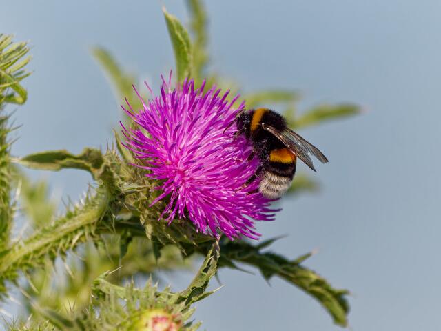 Erdhummel | Foto: Eigenes Bild TB