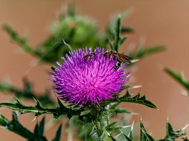 Wildbienen | Foto: Eigenes Bild TB