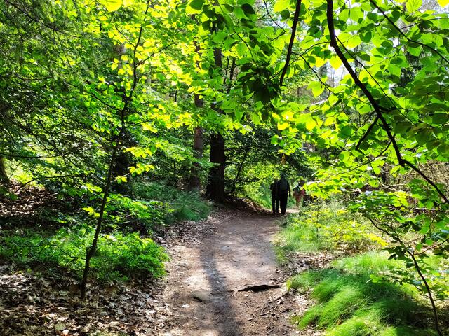 Dieser sonnendurchflutete Wald ist so wunderschön - das ist wirklich Licht für die Seele.  | Foto: sigischlottke