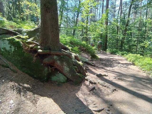 Eindrucksvolle Wurzeln hat dieser Baum gebildet.  | Foto: sigischlottke