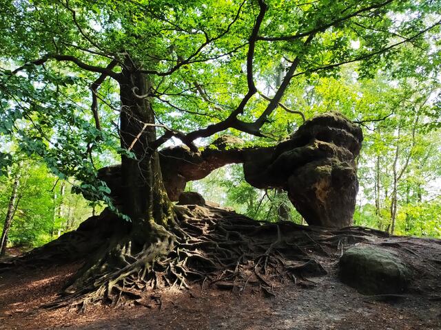Das kleine Prebisch-Tor. Es sieht von der Form her dem großen ähnlich, das sich in der Böhmischen Schweiz befindet und die größte natürliche Sandsteinbrücke Europas ist. | Foto: sigischlottke