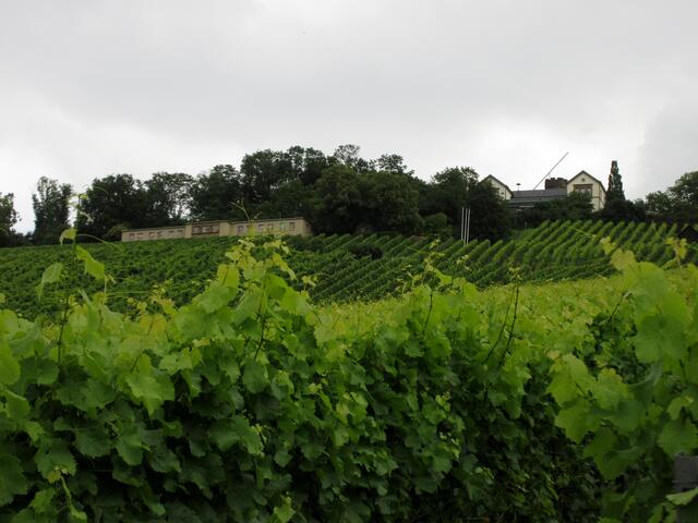 Herrlich grüne Weinberge und ein Hochdruckwasserbehälter, der sich gut ein die Landschaft einfügt. Hinter dem Höhenrestaurant der "Sonnenstrahl für Heilbronn", eine Lichtskulptur. | Foto: WandernGabyErich