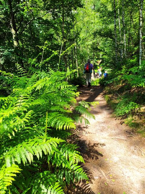 Und wieder so ein herrlicher Pfad mit viel Farnen .... | Foto: sigischlottke