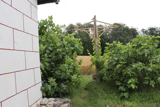 Trauben und Feigenbäume am Limes Wachthaus | Foto: Marga Specht