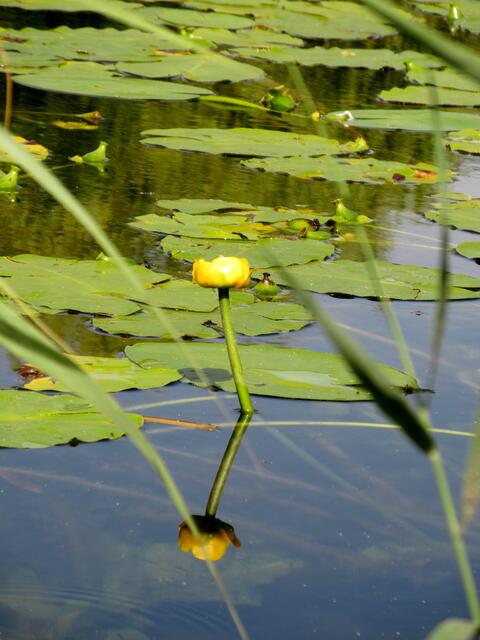 Im Ziegeleipark blühen jetzt die Teichrosen, die zarten Libellen, die dort herumfliegen, machen Lust auf einen extra Besuch mit Fotosafari | Foto: WandernGabyErich