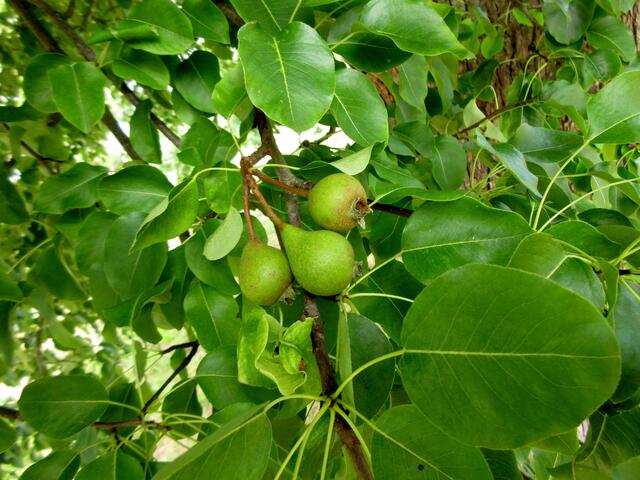 Doch eigentlich sind wir wegen der Birnen da | Foto: WandernGabyErich