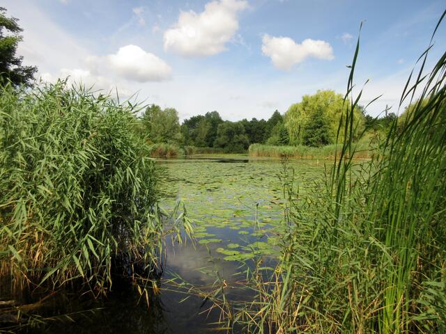 Alles bedeckt mit Teichrosen | Foto: WandernGabyErich