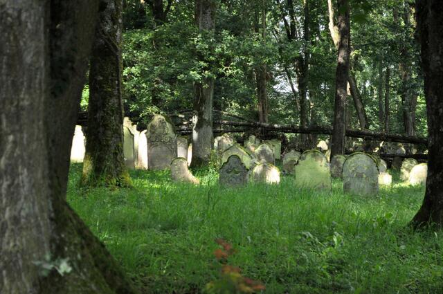 Der Friedhof ist aber ein Ort von vielen verschiedenen Bäumen und somit auch ein Platz für viel Leben. Leider sind die Eschen krank und fallen plötzlich einfach um. Da kommt viel Arbeit auf den Bauhof zu. | Foto: Daniela Somers