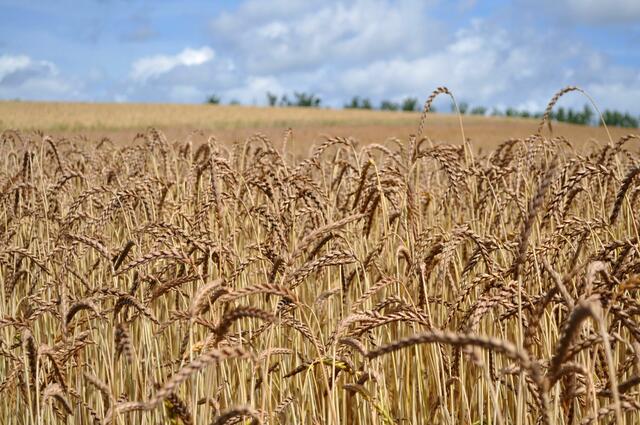 Sommer! So sieht Sommer aus. | Foto: Daniela Somers