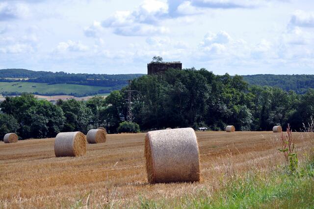 Die Ernte hat schon begonnen. | Foto: Daniela Somers