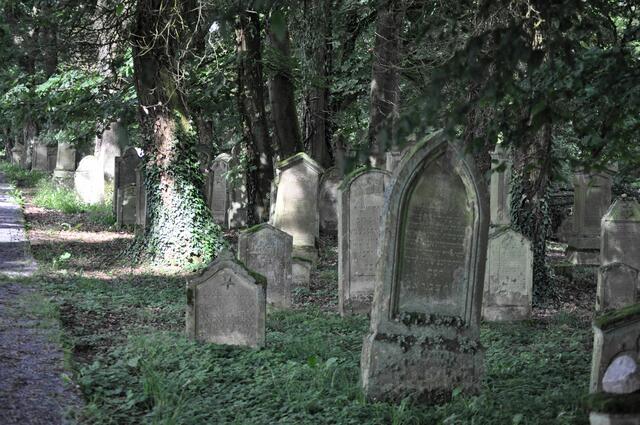 Leider war es durch das Eschensterben zu gefährlich den großen Friedhof richtig zu erkunden. | Foto: Daniela Somers