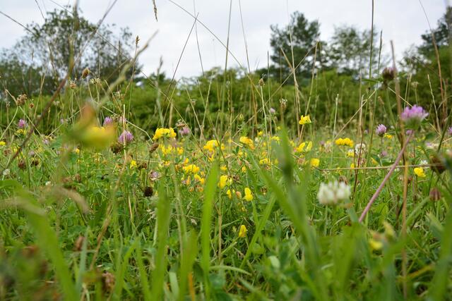 Blumenwiese auf der Waldheide aus der Froschperspektive.


 | Foto: Michael Harmsen