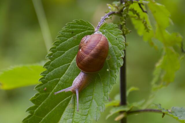 Das feuchte Wetter ist ideal für Schnecken aller Art. | Foto: Michael Harmsen