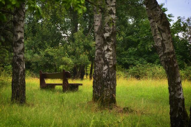 Romantische Waldheide. | Foto: Michael Harmsen