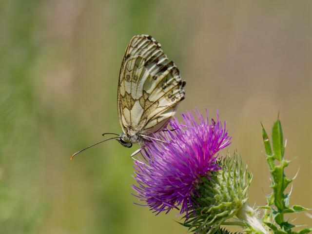 Schachbrettfalter | Foto: Eigenes Bild TB